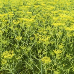 Gewöhnlicher Fenchel - Aroma pur, ganz einfach