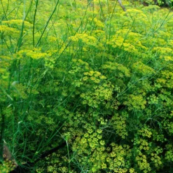 Gewöhnlicher Fenchel - Aroma pur, ganz einfach