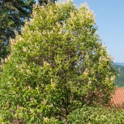 Gewöhnlicher Liguster - Schnell dichte Hecke