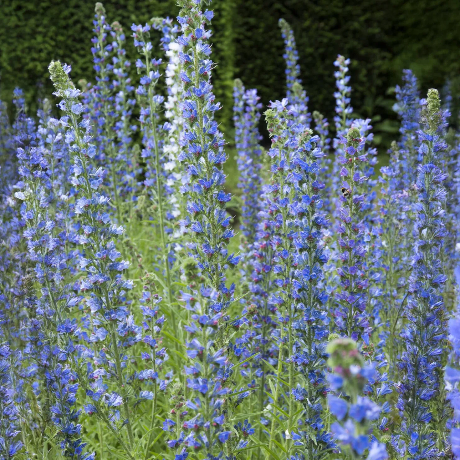 Gewöhnlicher Natternkopf - Bienenmagnet in Blau