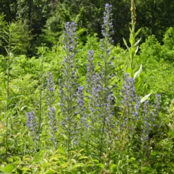 Gewöhnlicher Natternkopf - Bienenmagnet in Blau