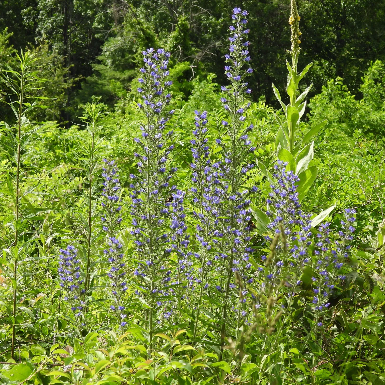 Gewöhnlicher Natternkopf - Bienenmagnet in Blau