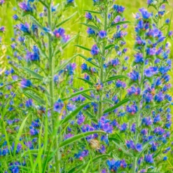 Gewöhnlicher Natternkopf - Bienenmagnet in Blau