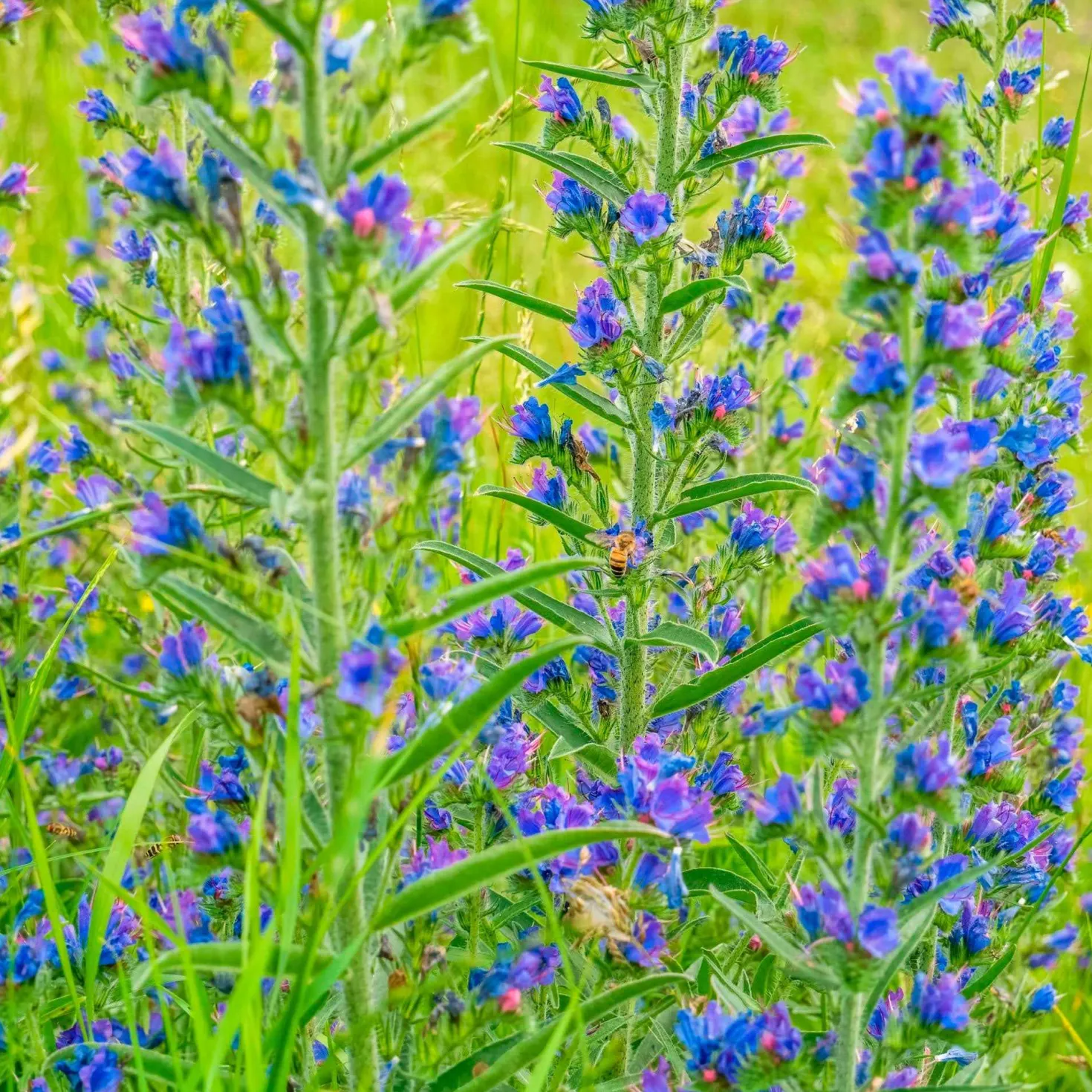 Gewöhnlicher Natternkopf - Bienenmagnet in Blau