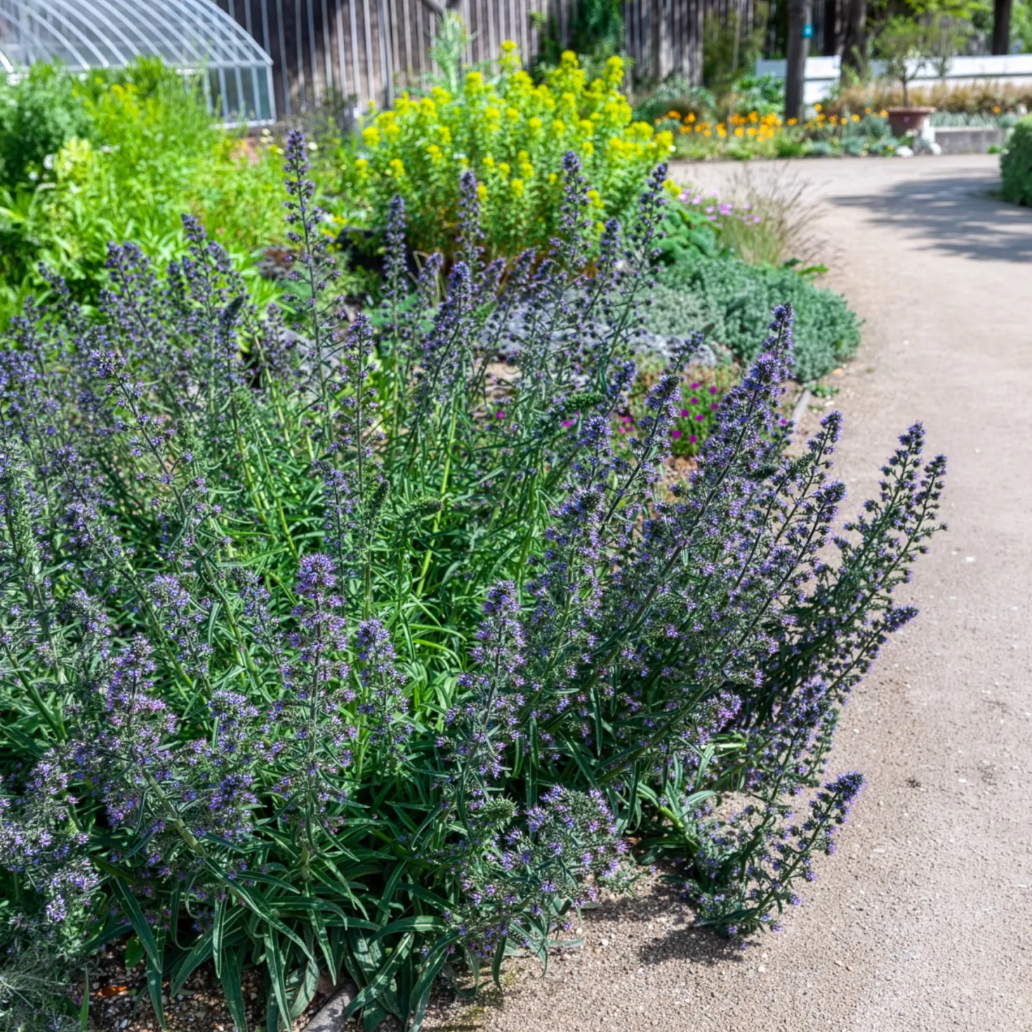 Gewöhnlicher Natternkopf - Bienenmagnet in Blau