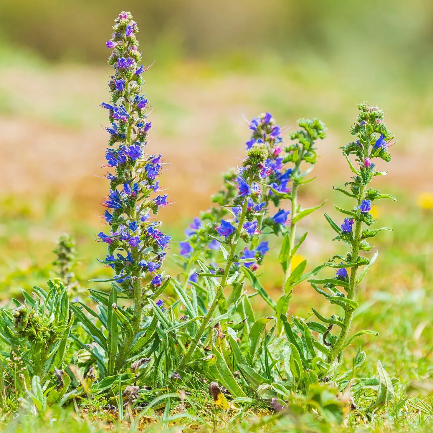 Gewöhnlicher Natternkopf - Bienenmagnet in Blau