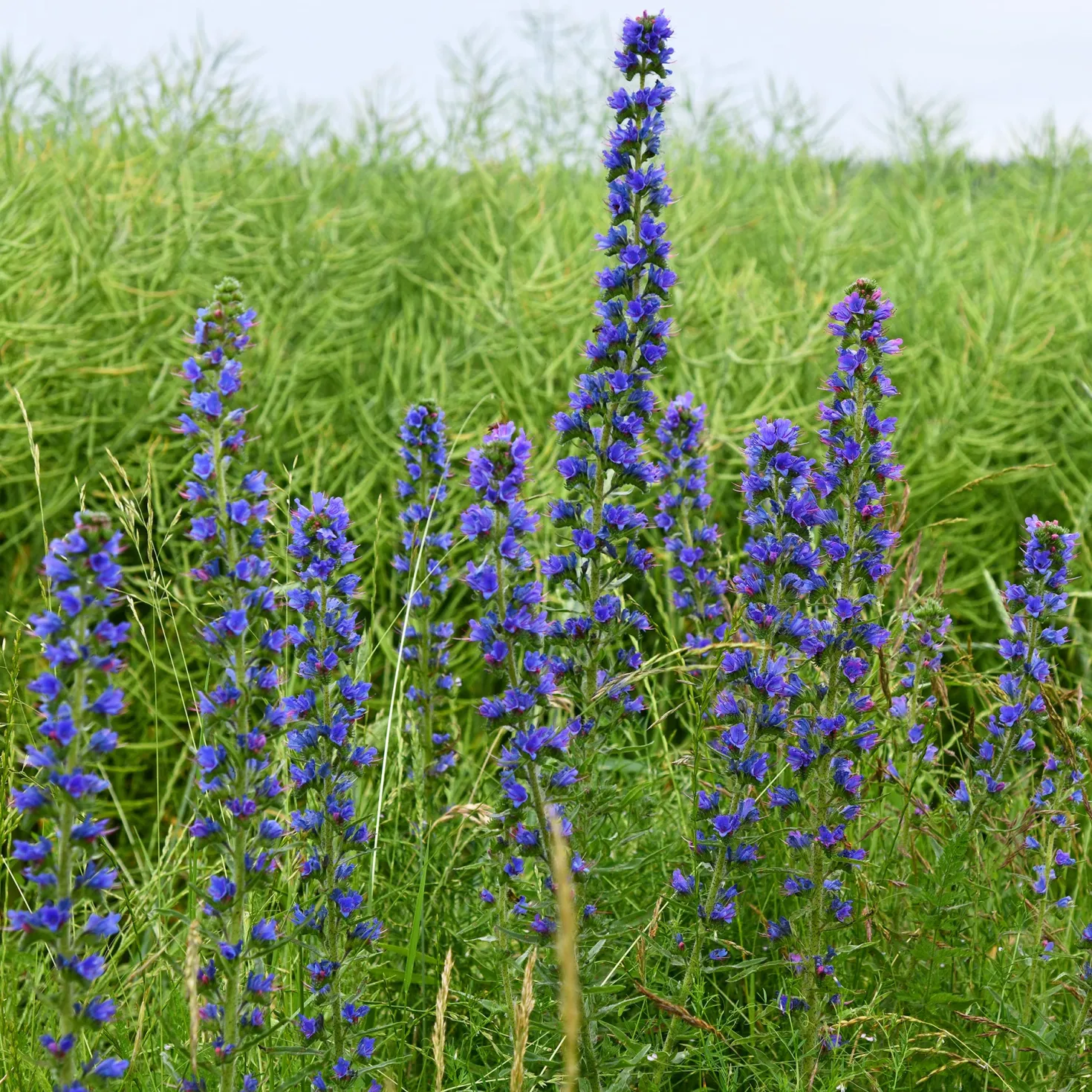 Gewöhnlicher Natternkopf - Bienenmagnet in Blau