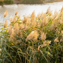 Gewöhnliches Schilfrohr - Sichtschutz aus Wasser