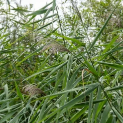 Gewöhnliches Schilfrohr - Sichtschutz aus Wasser