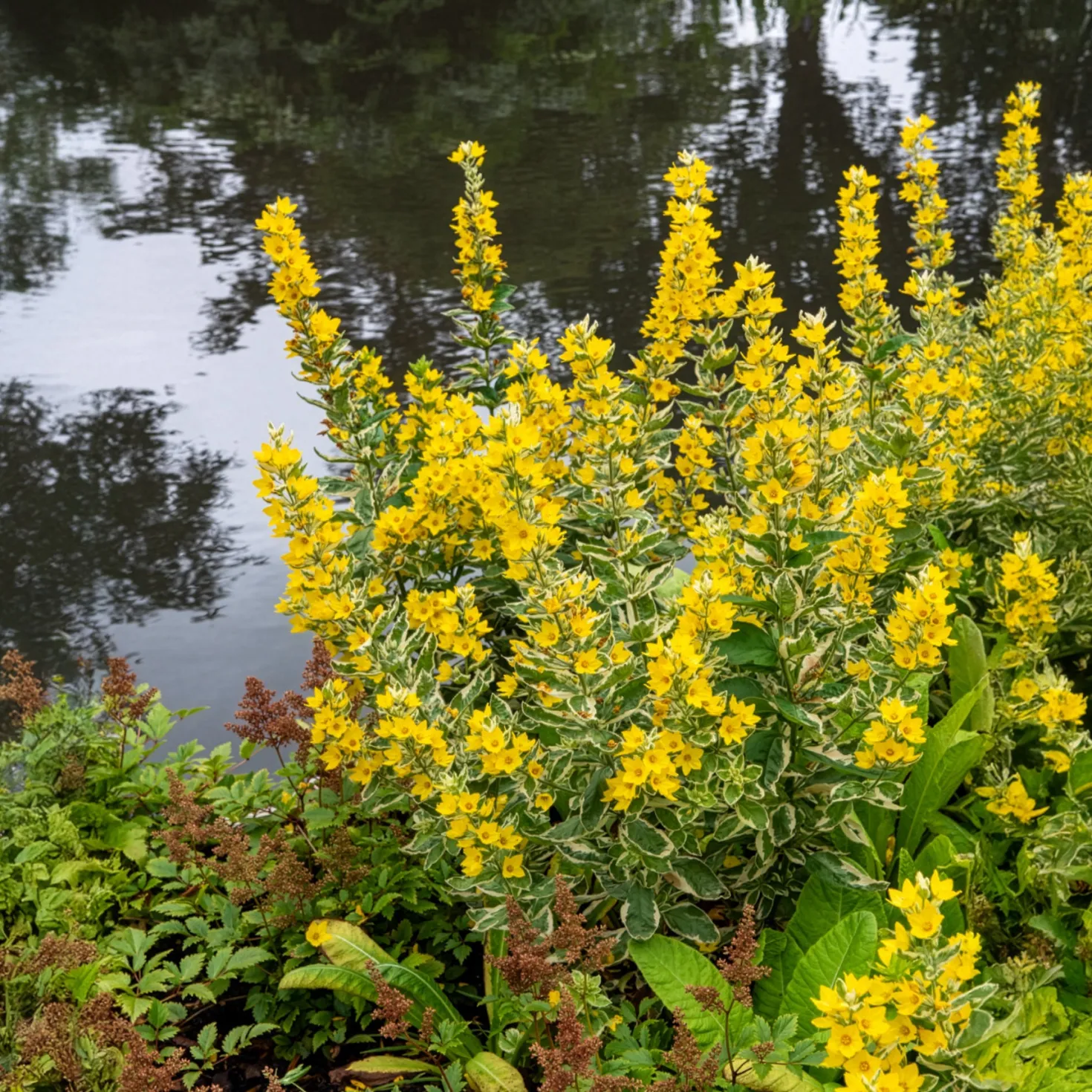 Gilbweiderich Alexander - Buntes Laub, gelbe Blüten