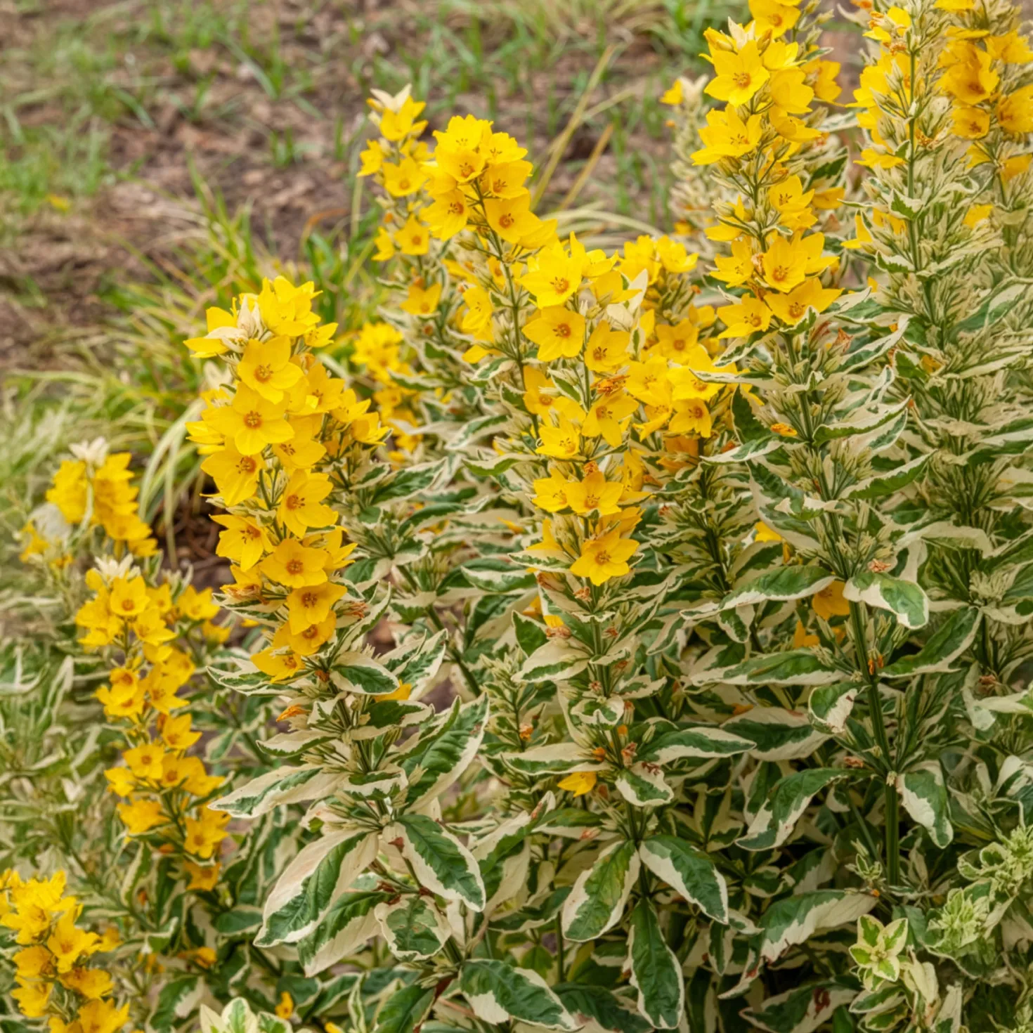 Gilbweiderich Alexander - Buntes Laub, gelbe Blüten