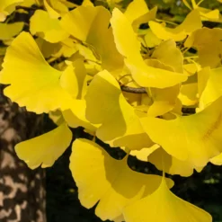 Ginkgo biloba 'Blagon' - Goldener Herbst garantiert