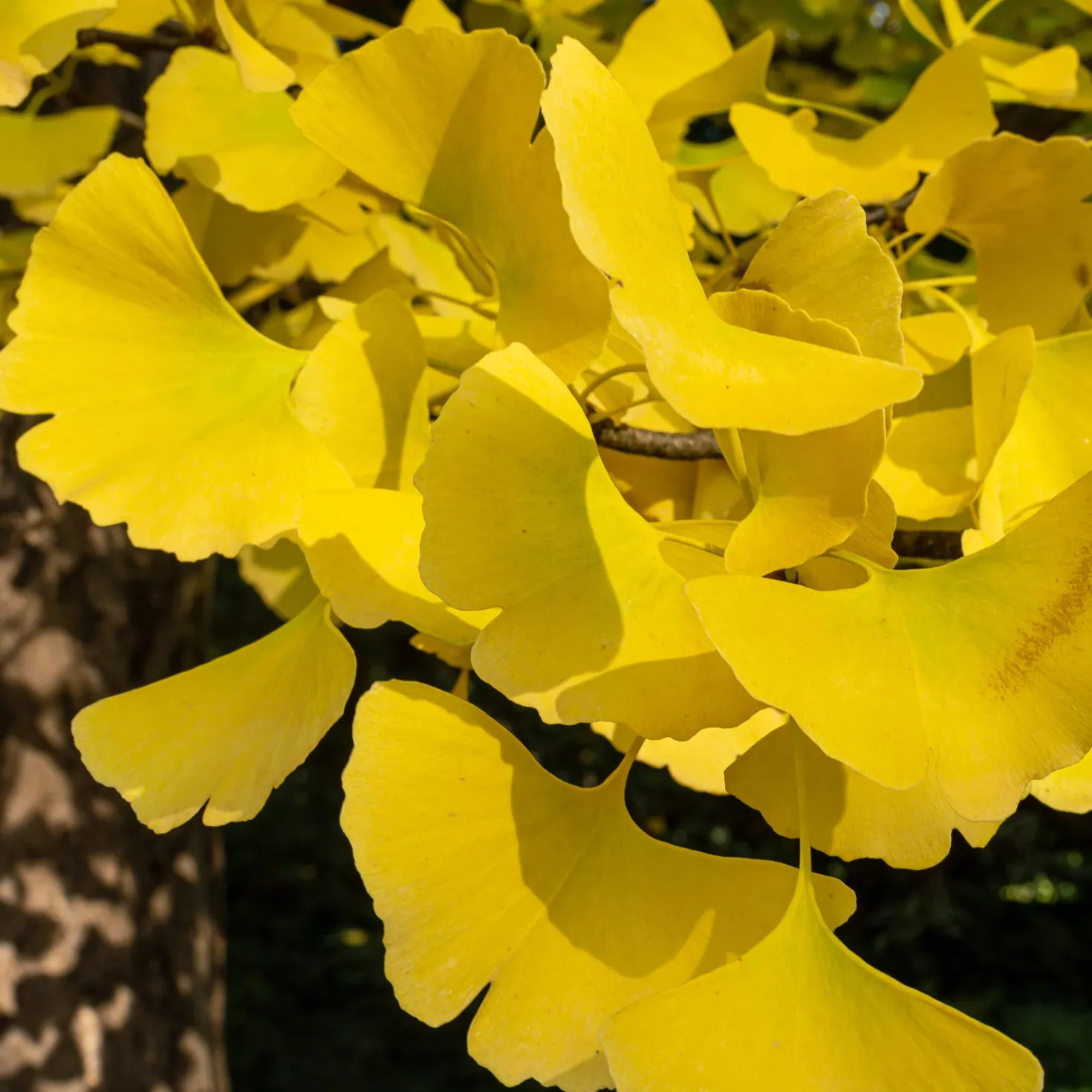 Ginkgo biloba 'Blagon' - Goldener Herbst garantiert