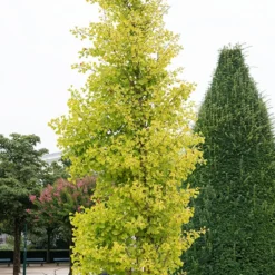 Ginkgo biloba 'Blagon' - Goldener Herbst garantiert
