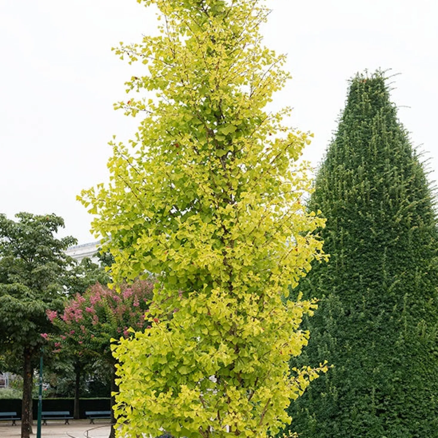 Ginkgo biloba 'Blagon' - Goldener Herbst garantiert