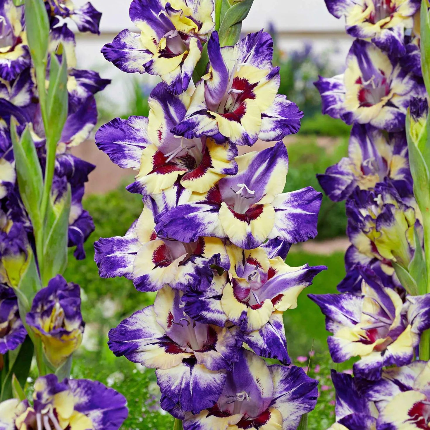 Gladiole 'Circus Club' (x25) - Farbenfrohe Sommerblüten