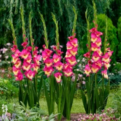 Gladiole ‘Extravert’ (x25) - Rosa Blüten den ganzen Sommer