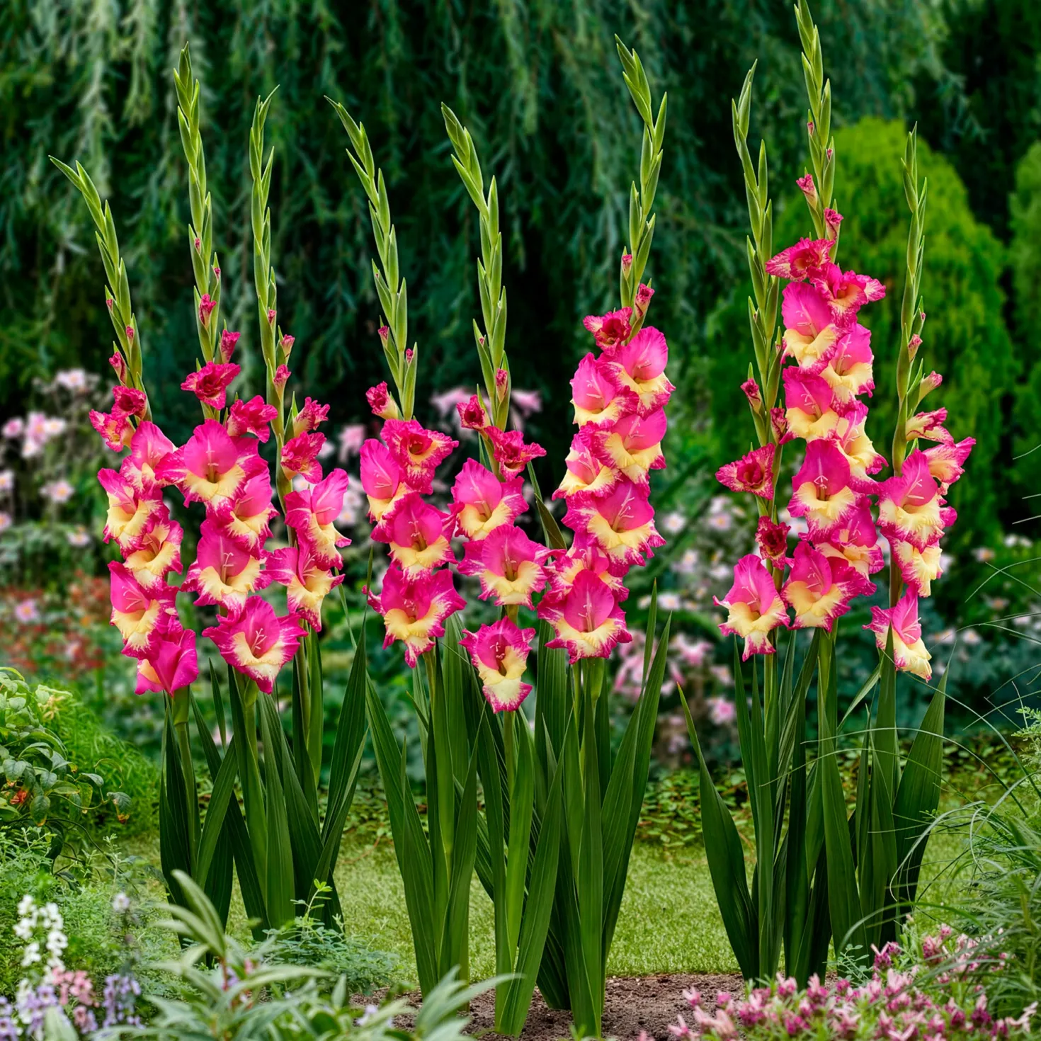 Gladiole ‘Extravert’ (x25) - Rosa Blüten den ganzen Sommer