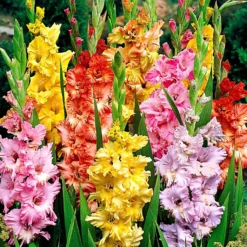 Gladiole Mischung 'Parkiet' (x25) - Farbenmeer im Sommergarten