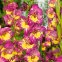 Gladiolen Farwest (x25) - Fuchsia, das sofort auffällt