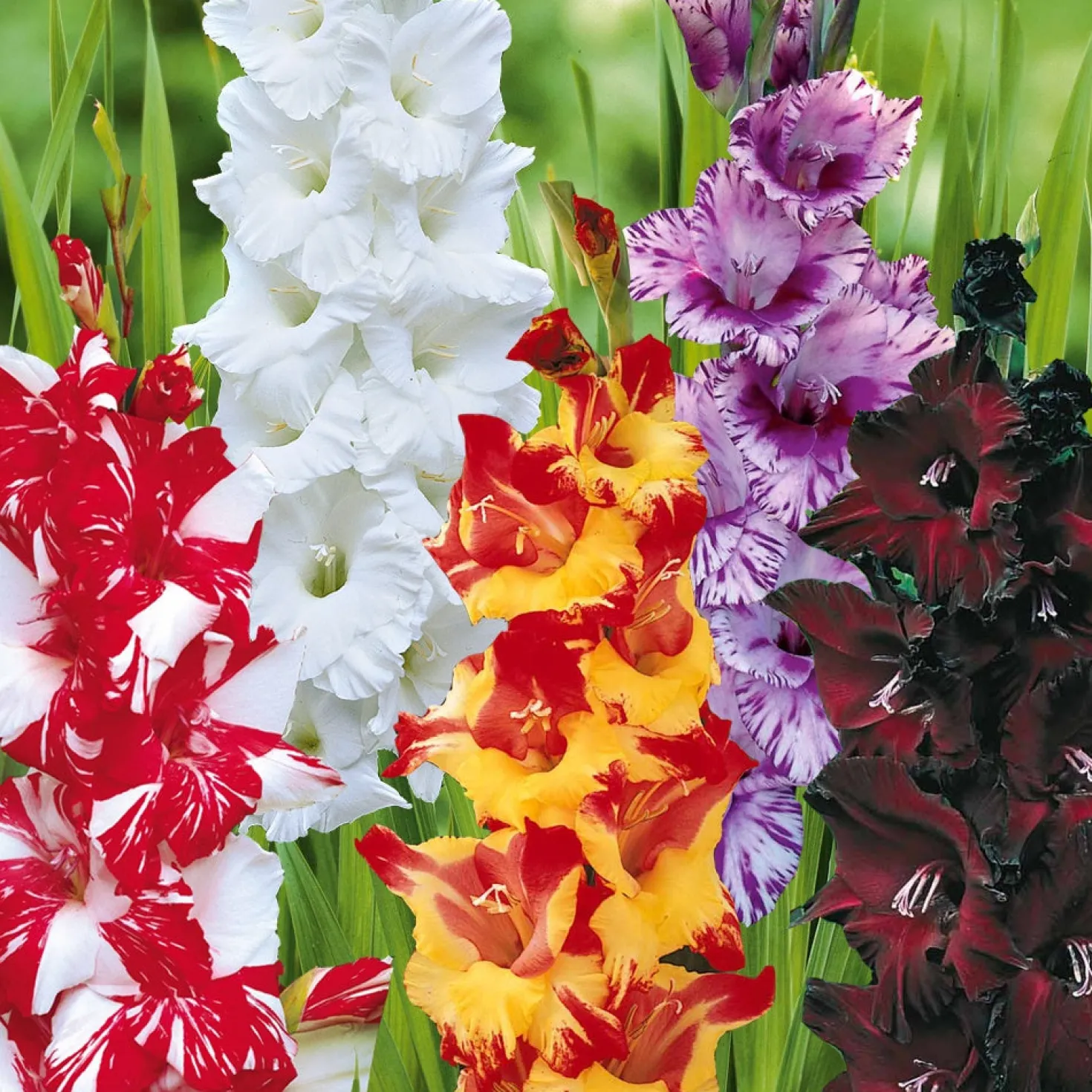 Gladiolen-Kollektion (x50) - 50 Blüten für Ihren Sommer