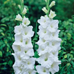 Gladiolen-Kollektion (x50) - 50 Blüten für Ihren Sommer