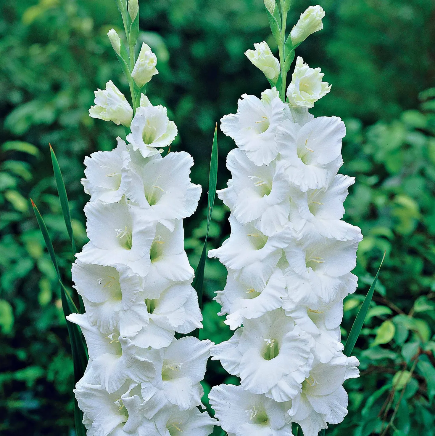 Gladiolen-Kollektion (x50) - 50 Blüten für Ihren Sommer