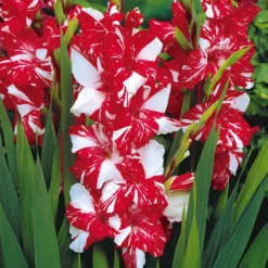 Gladiolen-Kollektion (x50) - 50 Blüten für Ihren Sommer