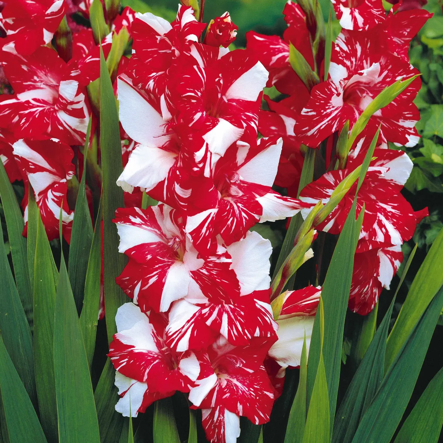 Gladiolen-Kollektion (x50) - 50 Blüten für Ihren Sommer