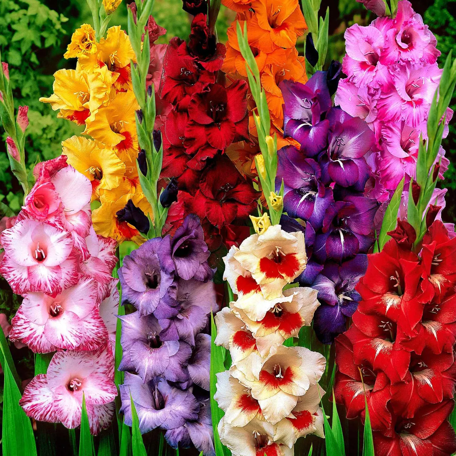 Gladiolen-Kollektion (x50) - 50 Blüten für Ihren Sommer
