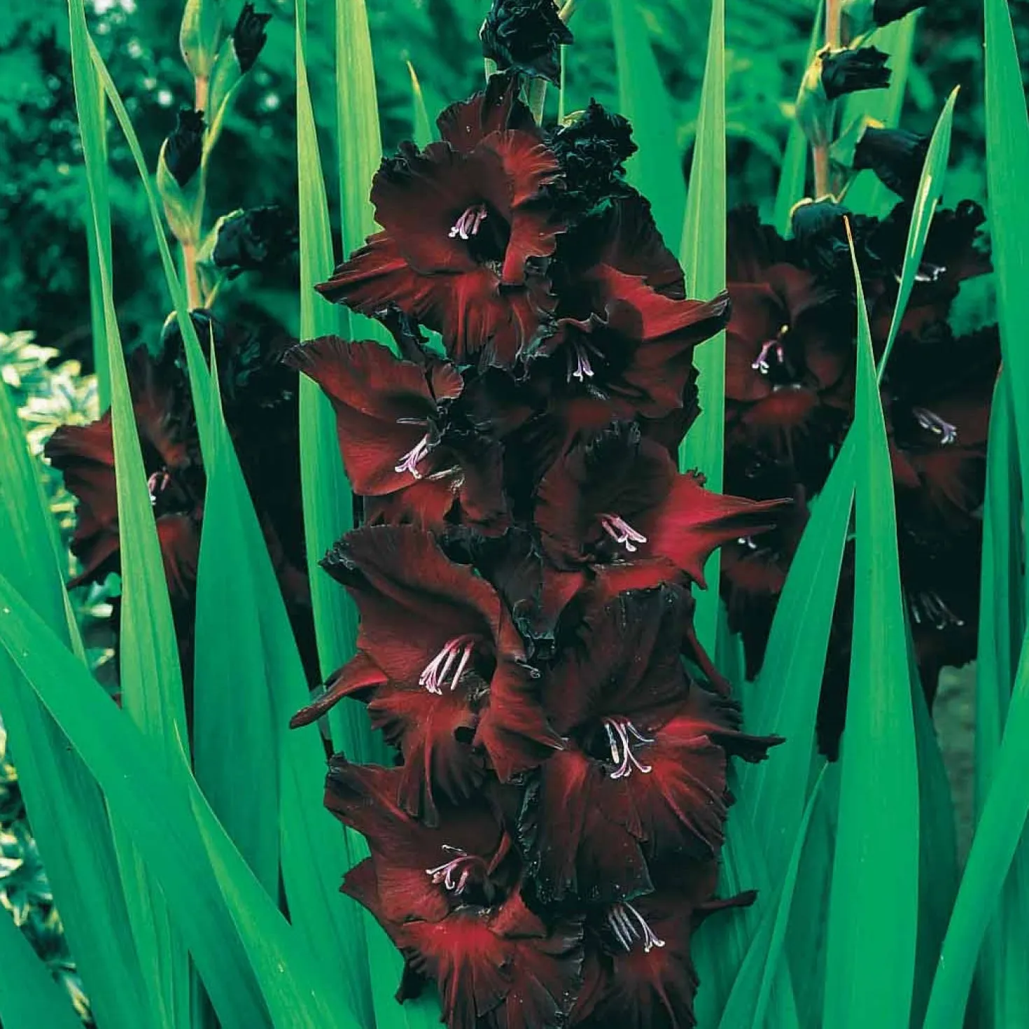 Gladiolen-Kollektion (x50) - 50 Blüten für Ihren Sommer