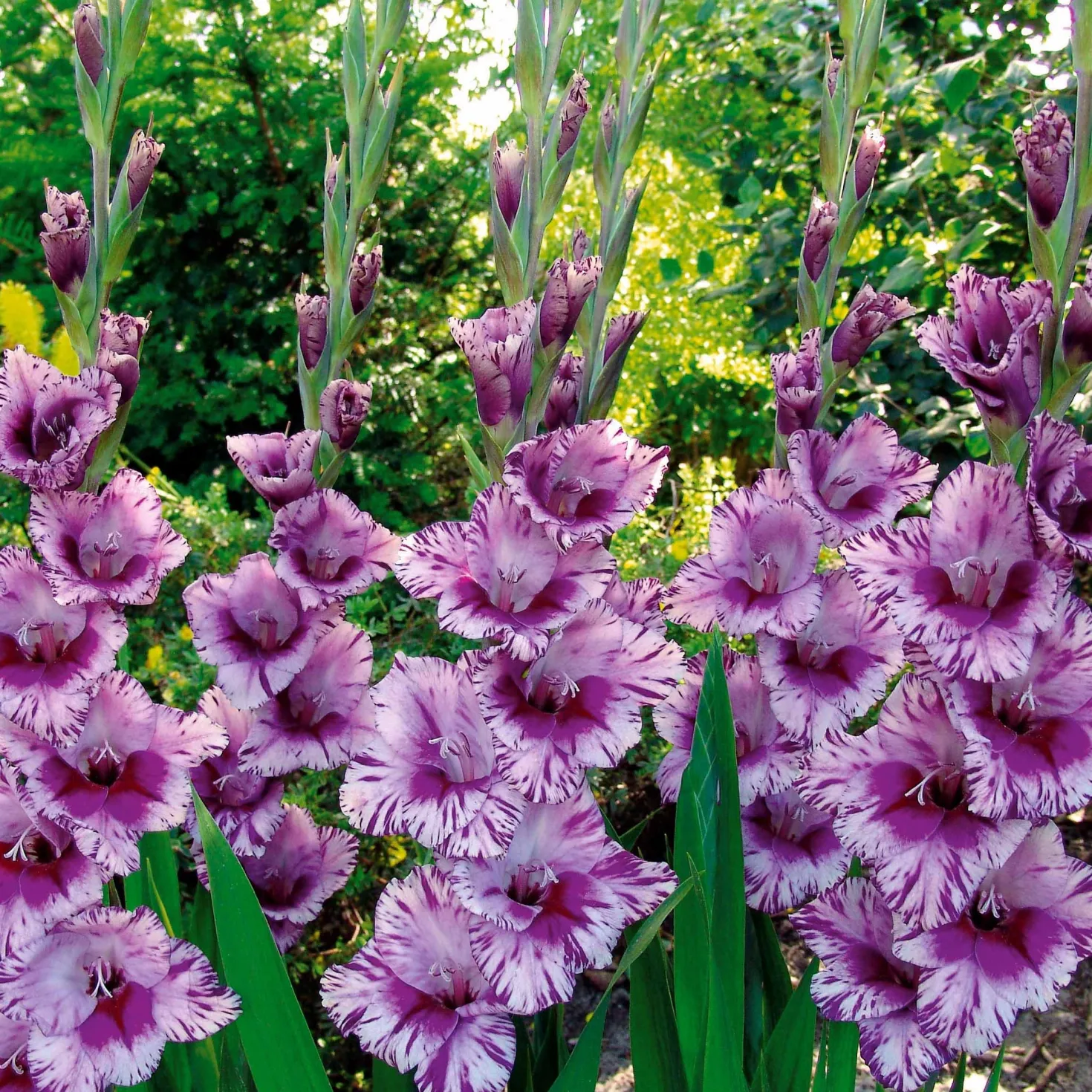 Gladiolen-Kollektion (x50) - 50 Blüten für Ihren Sommer