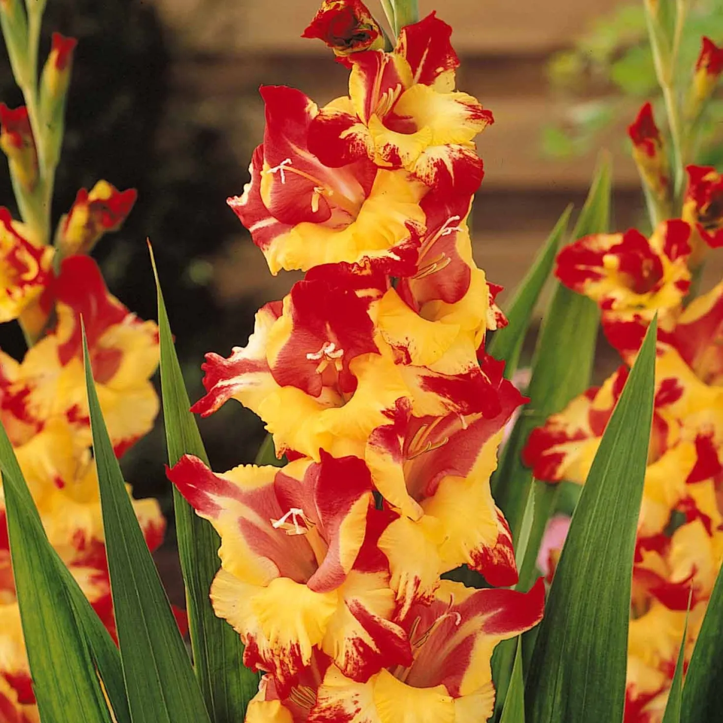 Gladiolen-Kollektion (x50) - 50 Blüten für Ihren Sommer