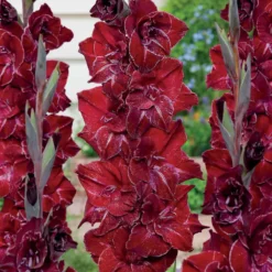 Gladiolen Merlot Ice (x25) - Weinrote Blüten für Ihre Vase