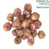 Gladiolen Mischung Indian Summer und Palm Spring (x25) - Farbenfestival im Beet