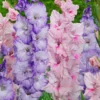 Gladiolen Mischung 'Sweet Pastel Beauty' (x20) - Pastelltraum im Beet