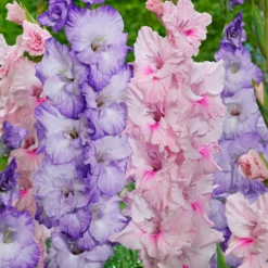 Gladiolen Mischung 'Sweet Pastel Beauty' (x20) - Pastelltraum im Beet
