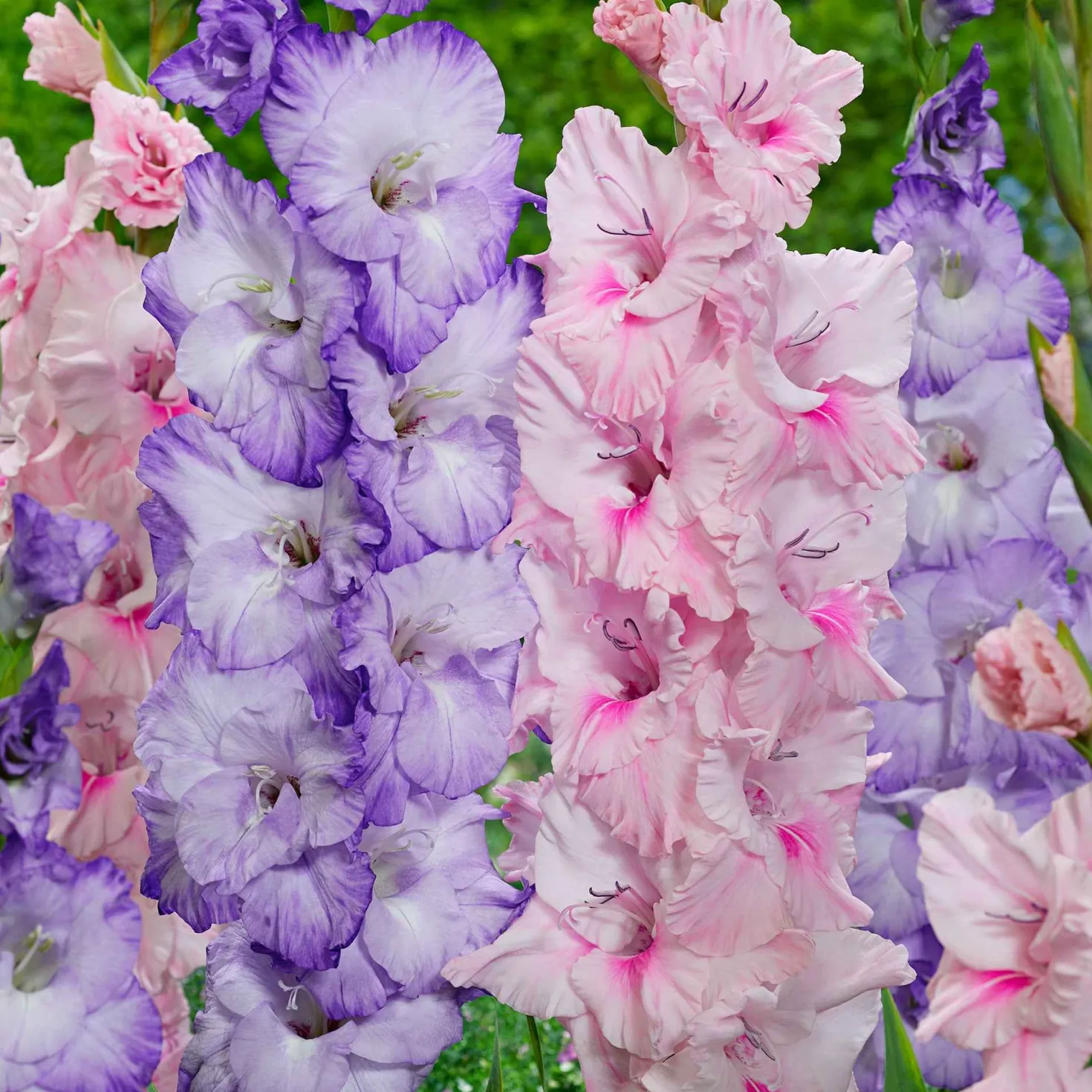 Gladiolen Mischung 'Sweet Pastel Beauty' (x20) - Pastelltraum im Beet