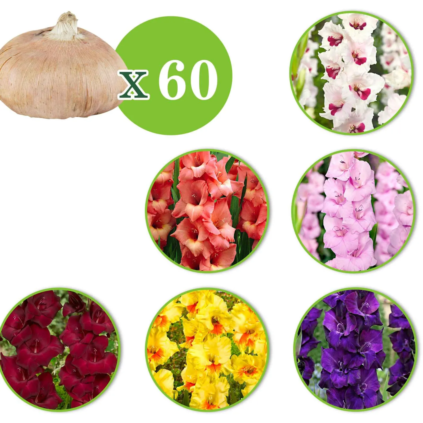 Gladiolen Mischung (x60) - Sommerfarben ohne Aufwand