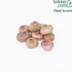 Gladiolen Mystic Shades (x10) - Farbfeuerwerk im Sommerbeet