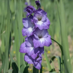 Gladiolen Nori (x25) - Violette Blüten für den Strauß