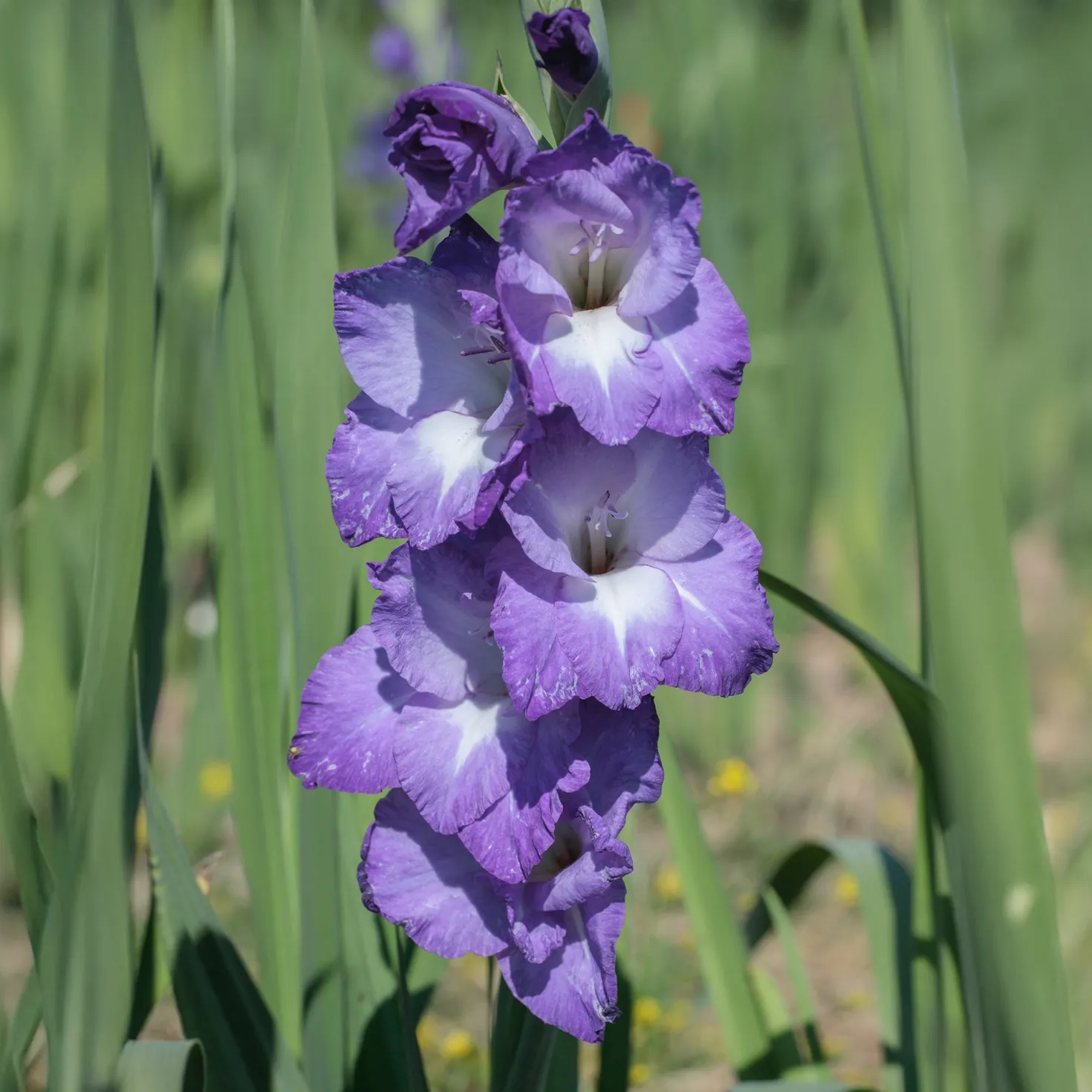 Gladiolen Nori (x25) - Violette Blüten für den Strauß