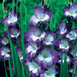 Gladiolen Nori (x25) - Violette Blüten für den Strauß