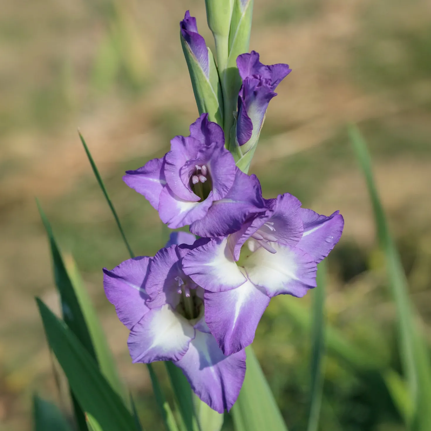 Gladiolen Nori (x25) - Violette Blüten für den Strauß