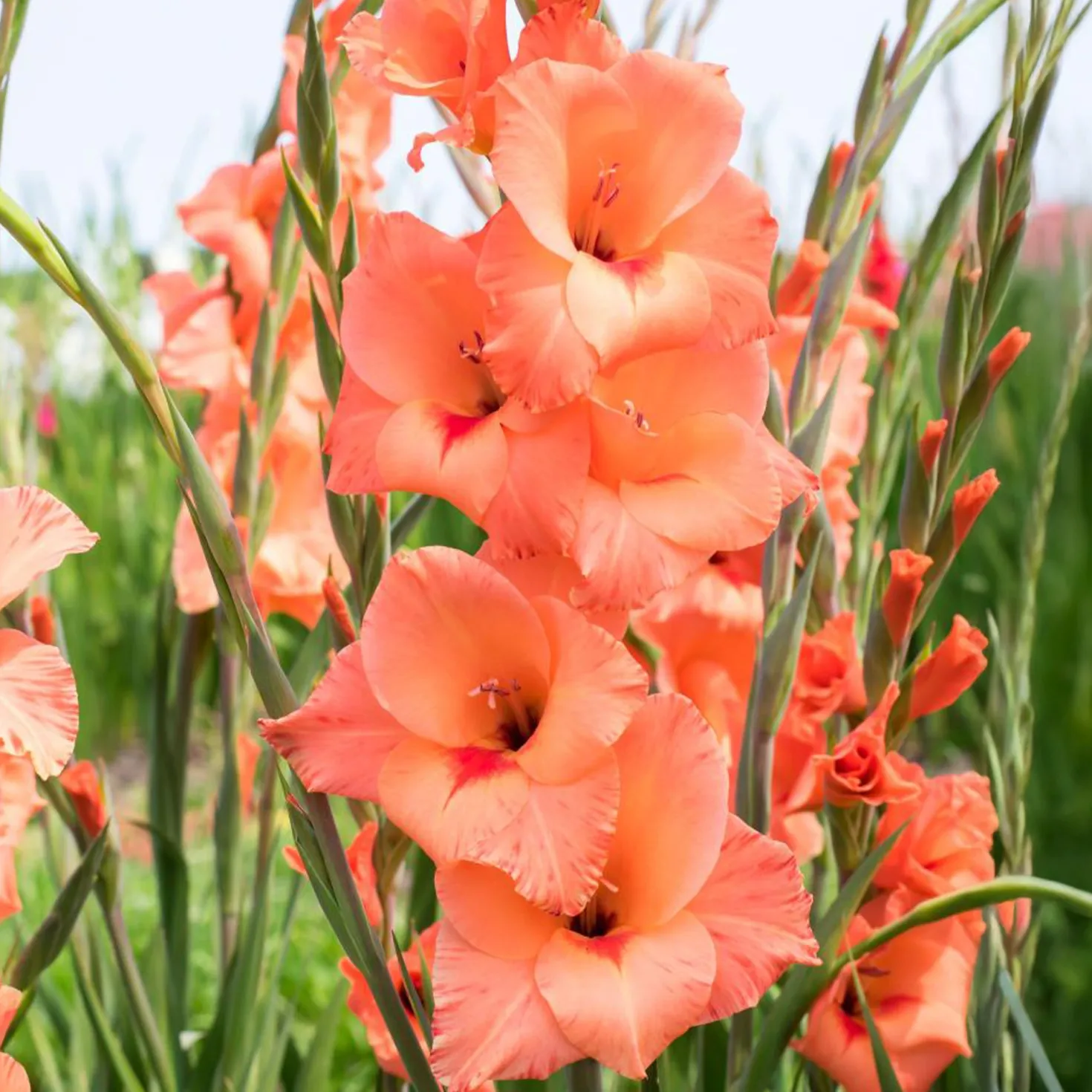 Gladiolen ‘Peter Pears’ (x25) - Aprikosenfarben im Sommer