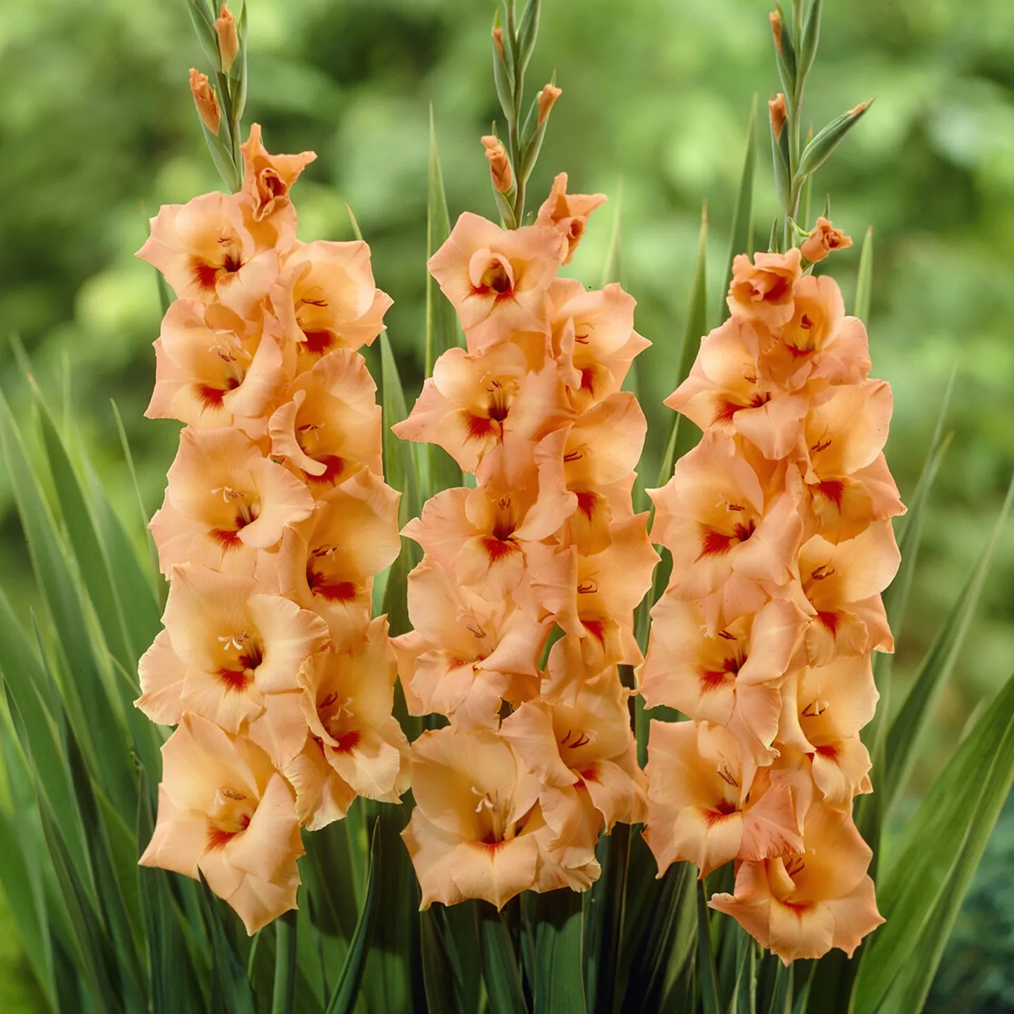 Gladiolen ‘Peter Pears’ (x25) - Aprikosenfarben im Sommer