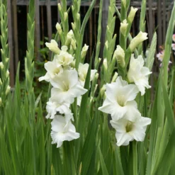 Gladiolen White Prosperity (x25) - Weiße Blütenpracht im Sommer