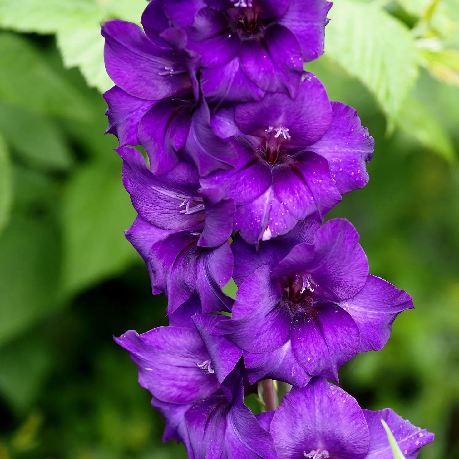 Gladiole ‘Purple Flora’ - Violette Blüten im Beet