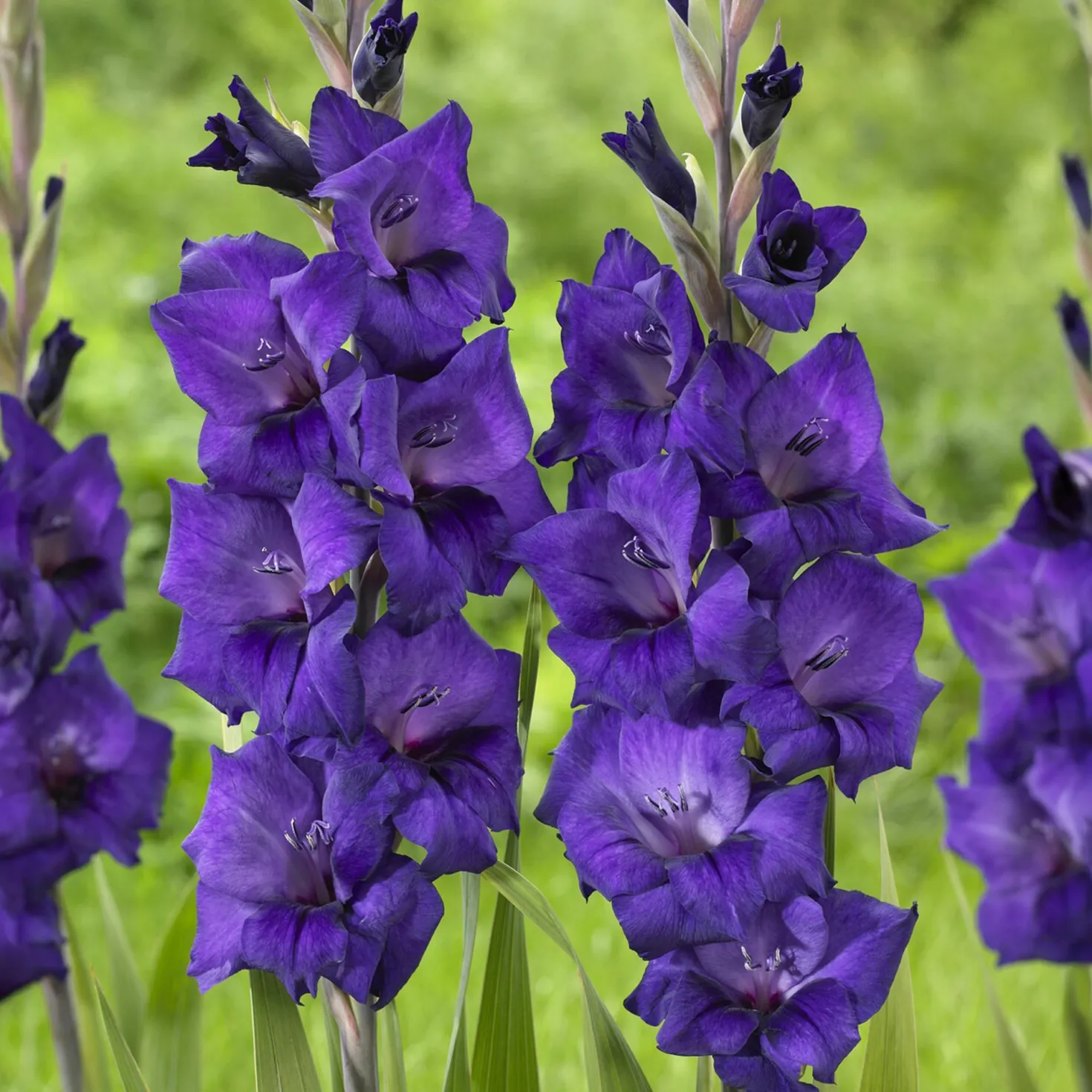 Gladiole ‘Purple Flora’ - Violette Blüten im Beet