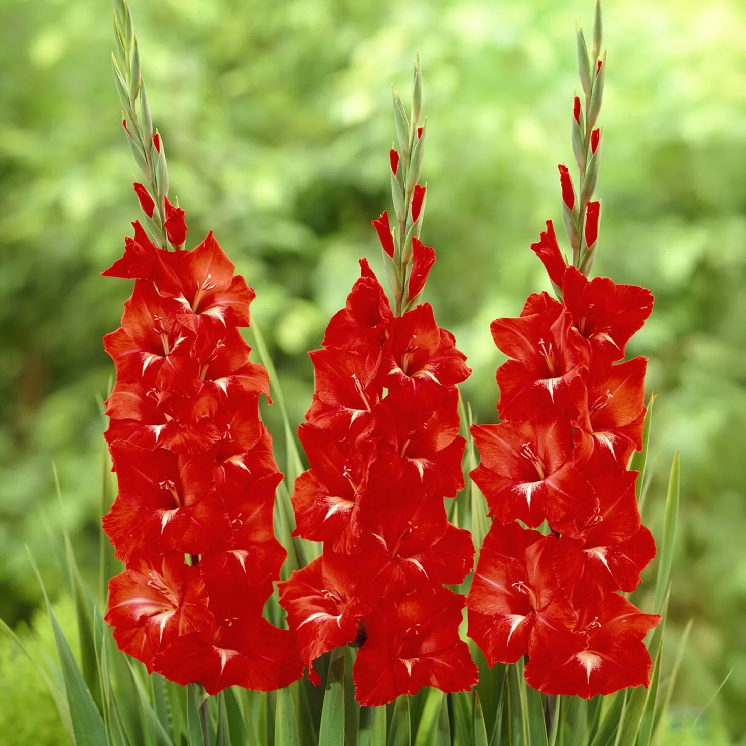 Gladiole ‘Traderhorn’ - Leuchtend rot im Sommer